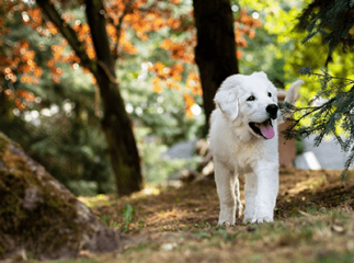 arthrose chez le chien